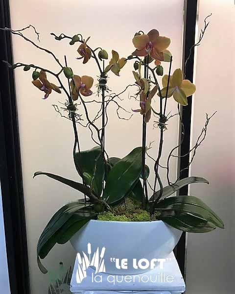 Double caramel orchid plant