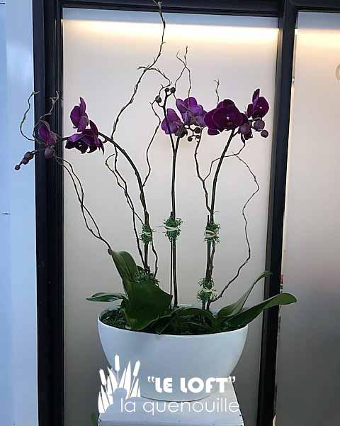 Triple orchid plant arrangement