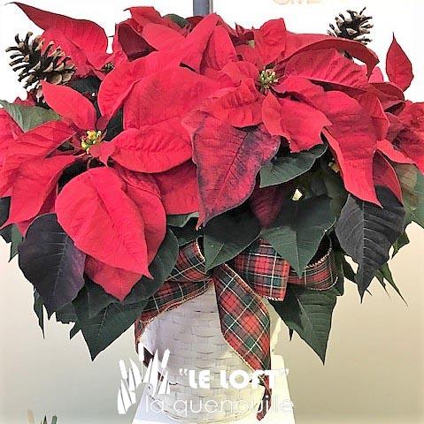 Poinsettia holiday plant