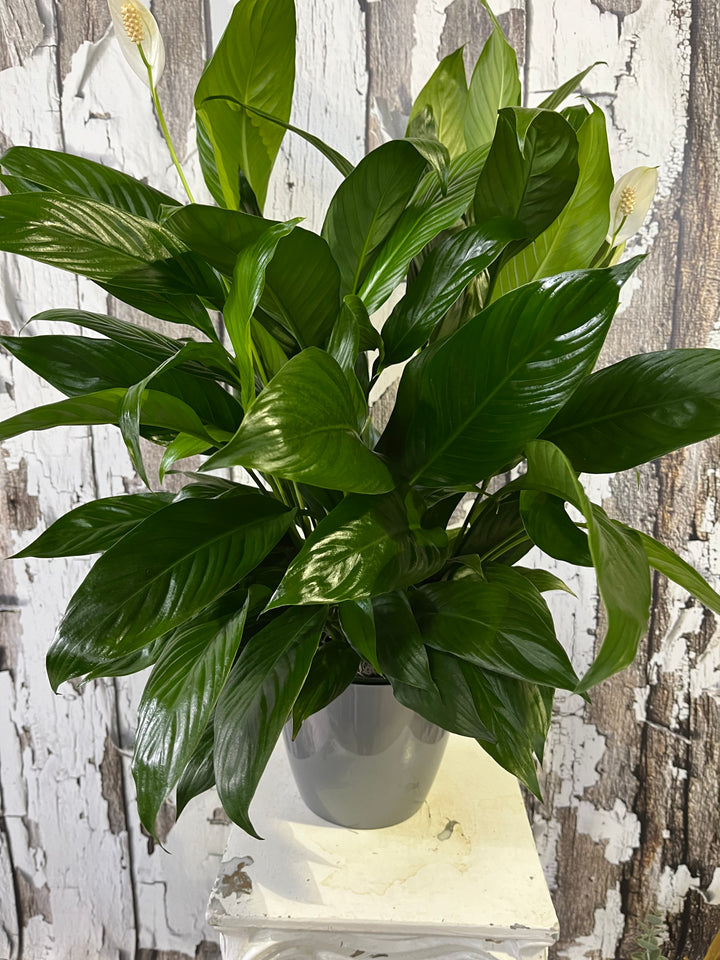 A medium-sized Spathiphyllum (peace Lilly) plant with green leaves, placed in a white pot, set against a rustic white wooden background.