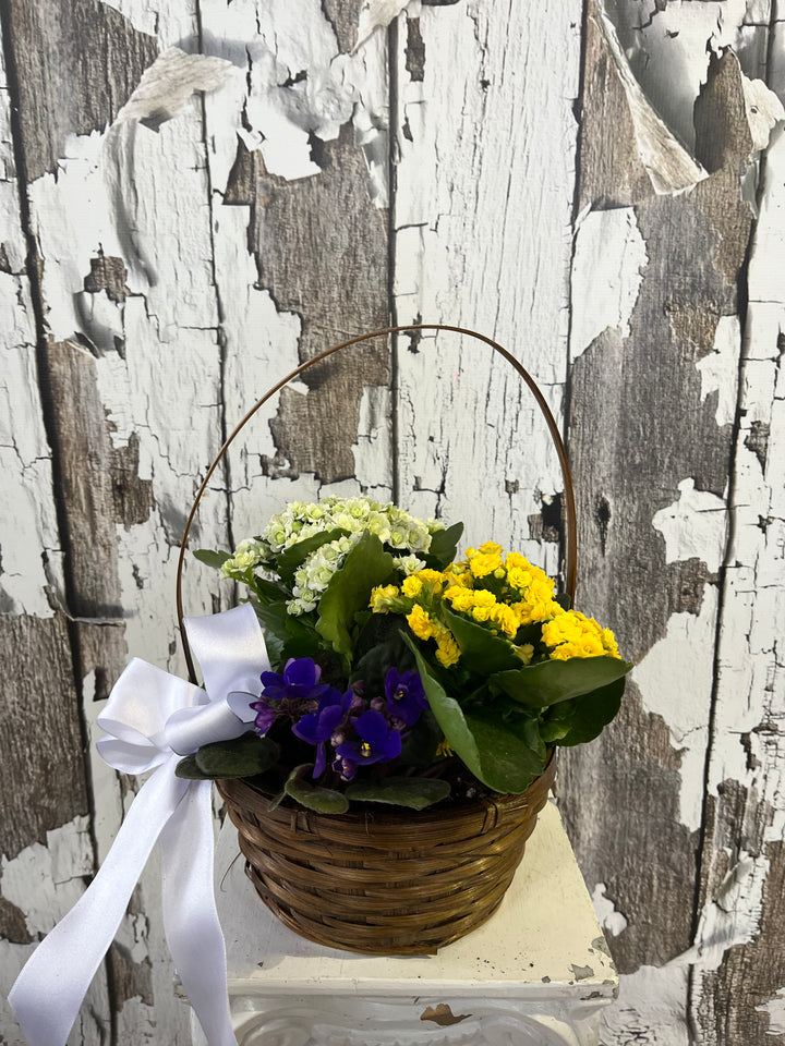 A basket of mixed flowering plants with a white ribbon, including yellow, green, and purple flowers, displayed against a wooden backdrop.