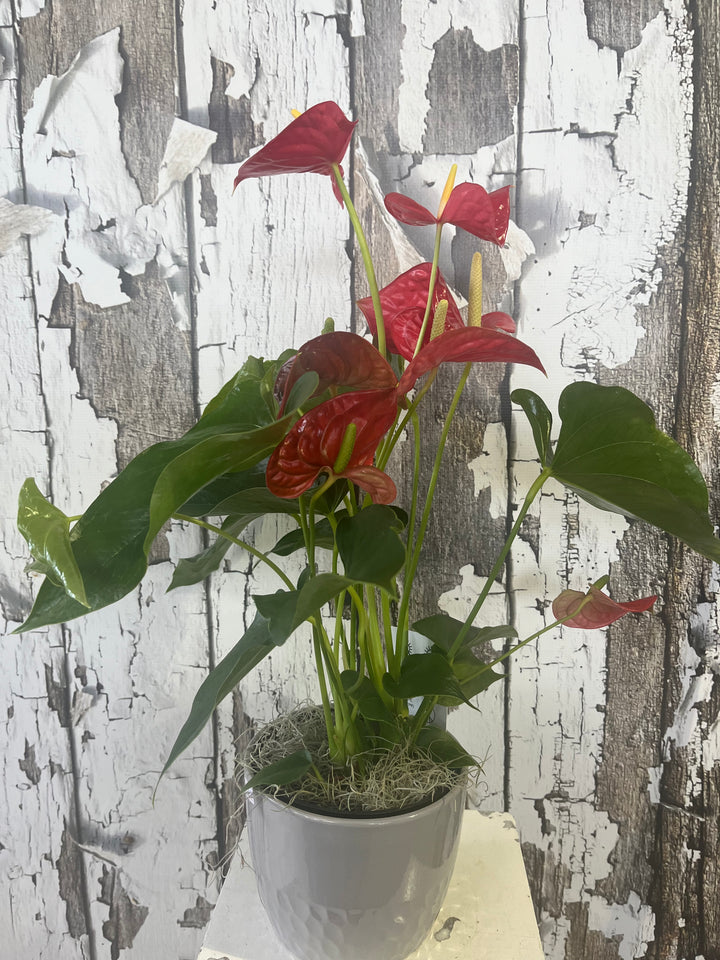 Anthurium sympathy plant