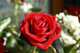 Single Red rose