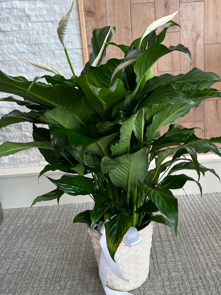 Peace lily sympathy plant in an 8 inch pot
