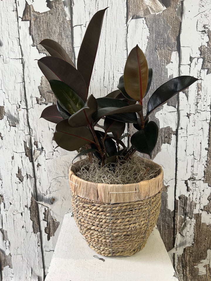 Florist choice sympathy plant in pot