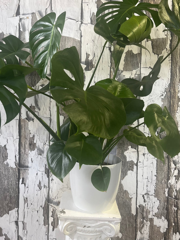 A Monstera plant with green leaves in a white pot, placed against a wooden backdrop.